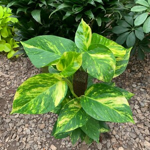 May include: A pothos plant featuring heart-shaped leaves with variegated patterns of dark green and bright yellow. The plant is supported by a central dark brown moss pole, with the stems and foliage growing outward from the center of the structure.