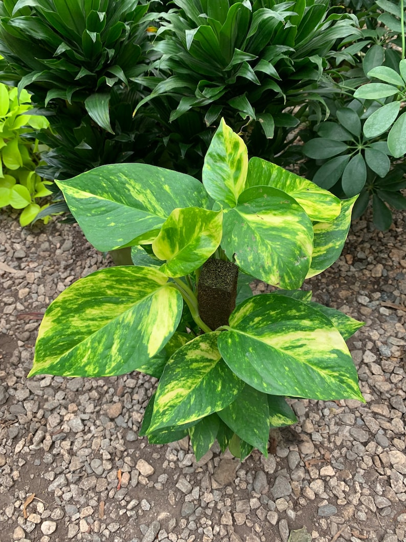 May include: A pothos plant featuring heart-shaped leaves with variegated patterns of dark green and bright yellow. The plant is supported by a central dark brown moss pole, with the stems and foliage growing outward from the center of the structure.