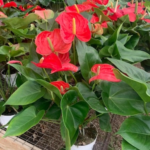 Live plant Anthuriums houseplant  6inch potted plants home decoration and gifts