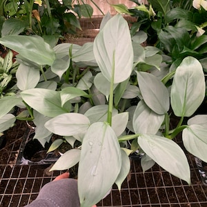 Philodendron Grey Silver Sword Philo 4inch Indoor Tropical Plants Sold Out  - Returning Soon - Etsy