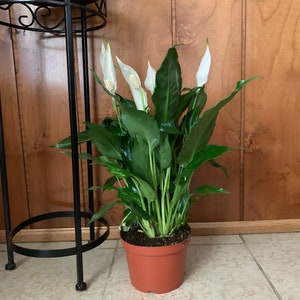 Oczyszczacz powietrza roślina doniczkowa spathiphyllum 6 cali roślina tropikalna, lilia pokojowa - żywa roślina tropikalna do wnętrz z kwiatami - dekoracja patio