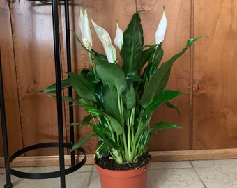 anthurium white White Anthurium main image 1