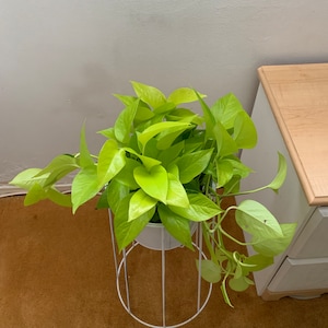 Starter plants  epipremnum aureum neon 6inch potter live plant(neon Pothos)