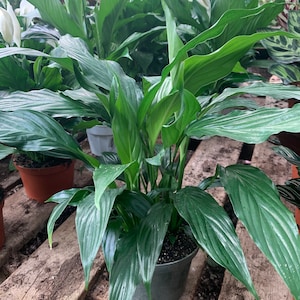 spathiphyllum 6-Zoll-lebende Innenpflanze - Wohnkultur-Luftreiniger