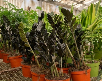 Zz Plant Black Queen Large | Fully Rooted Zz Plants | Zz Plant Starter Plant  Full | Air Purifying Easy Care Plant Gifts | Black Zz Plant - Etsy