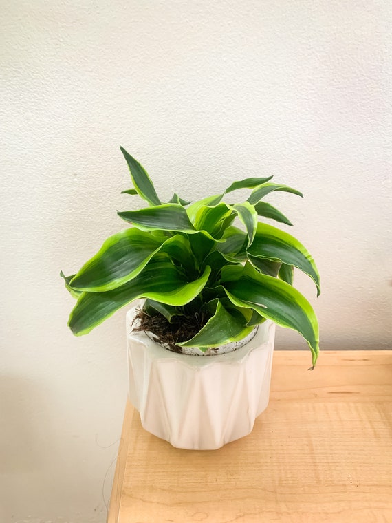 Tornado Dracaena Plant 4inch Premium Indoor Tropical Live Plant - Etsy  Israel