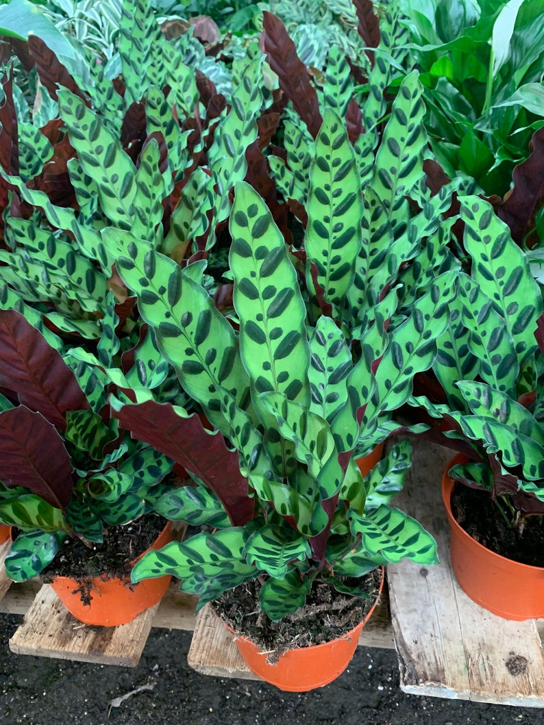 Rattle Snake Calathea - Thumbnail 5