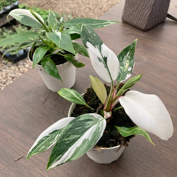 Philodendron white Wizard 4inch