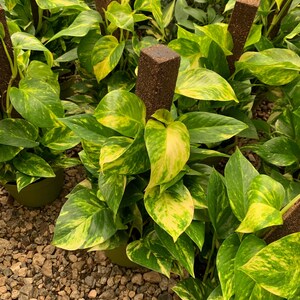 May include: A group of potted pothos plants with variegated green and yellow heart-shaped leaves, each climbing up a vertical brown moss pole. The plants are arranged in dark green plastic pots, showcasing dense foliage and trailing stems.