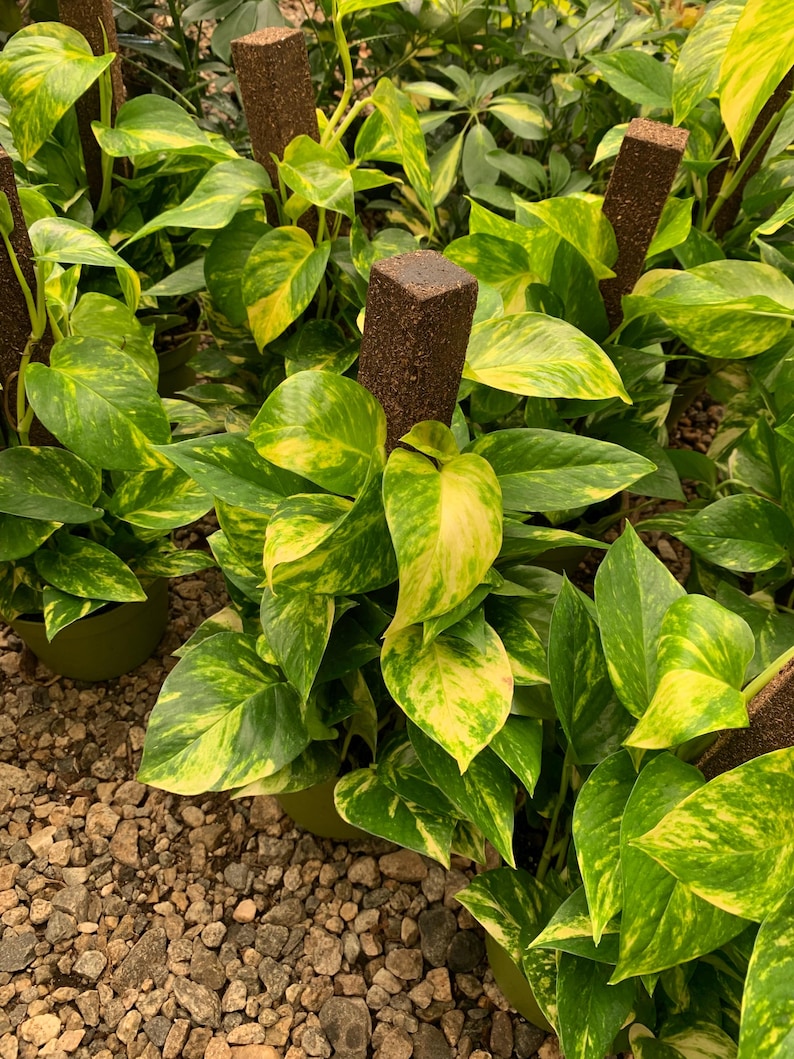 May include: A group of potted pothos plants with variegated green and yellow heart-shaped leaves, each climbing up a vertical brown moss pole. The plants are arranged in dark green plastic pots, showcasing dense foliage and trailing stems.