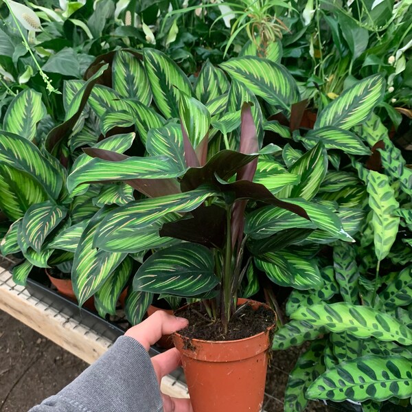 Ausverkauft)Calathea Beauty Stern 10cm