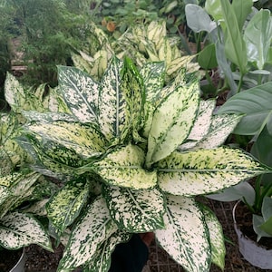 Aglaonema First Diamond tropical indoor plant-rare indoor plant-gift ideas- 6inch potted live plant