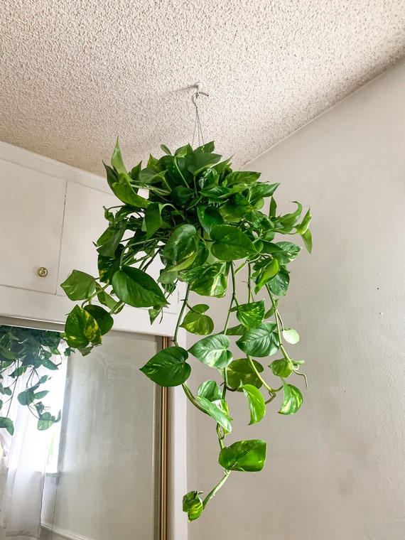 Large Devils Ivy ,golden Pothos 6inch (green Pot) Super Full Tropical  Plants Outdoor Patio Decoration Huge Pothos up to 2-3ft Hanging - Etsy  Israel