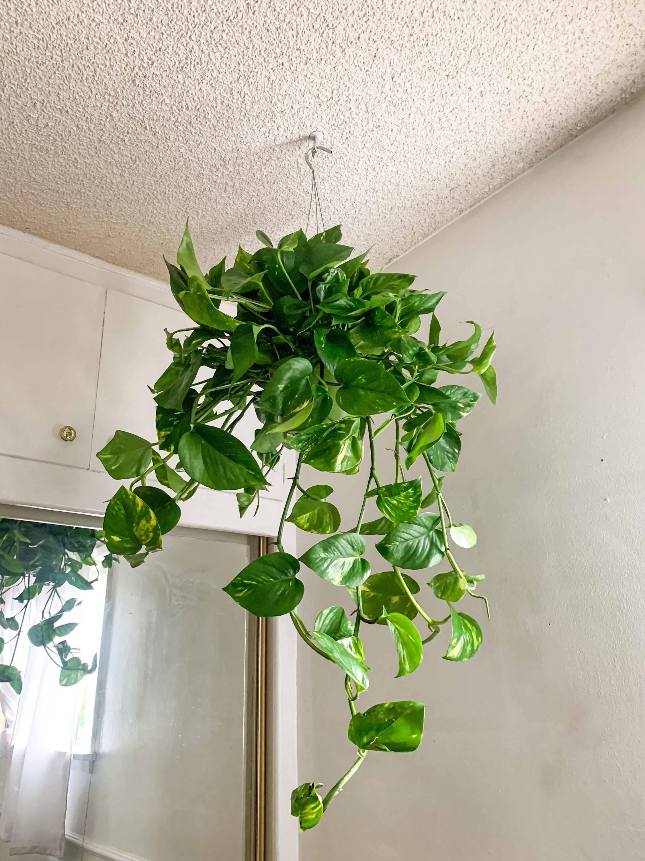 Large Devils Ivy ,golden Pothos 6inch (green Pot) Super Full Tropical Plants  Outdoor Patio Decoration Huge Pothos up to 2-3ft Hanging - Etsy