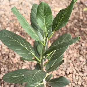May include: A close-up of a Ficus altissima plant with large, green leaves and prominent veins. The plant is in a small, light green pot, set against a background of small, brown pebbles. The leaves are a deep green color.