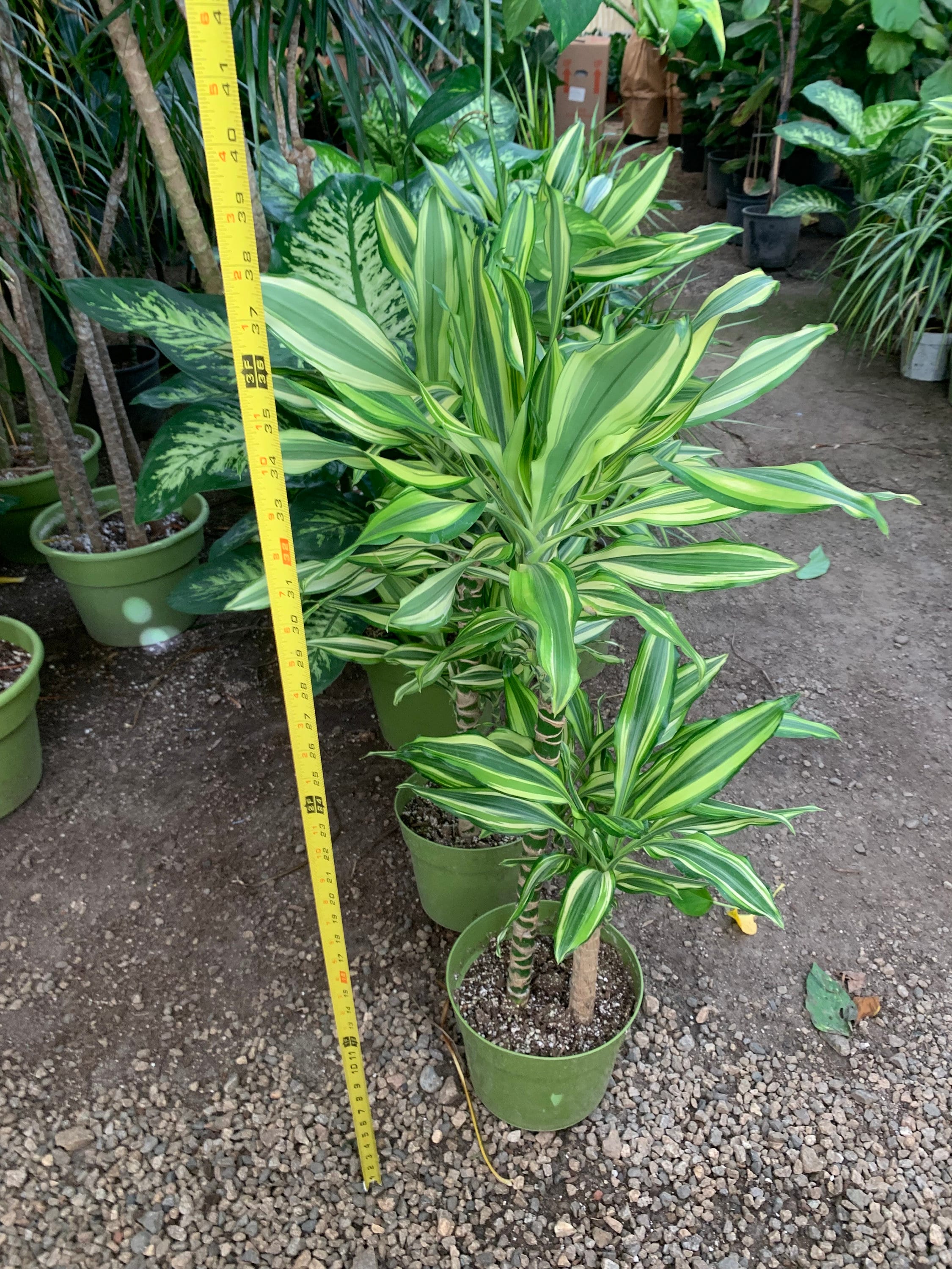 blizzard philodendron price Philodendron giganteum variegatum main image 1