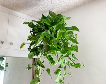 4 plants bundles indoor tropical plants bundle 6inch potted pots Pothos and  philodendrons