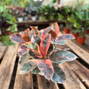 Ficus Ruby Plant – 6 Inch Live Indoor Houseplant in Pot | Pink Variegated Rubber Tree | Easy Care Tropical Plant | Air Purifying Plant Decor