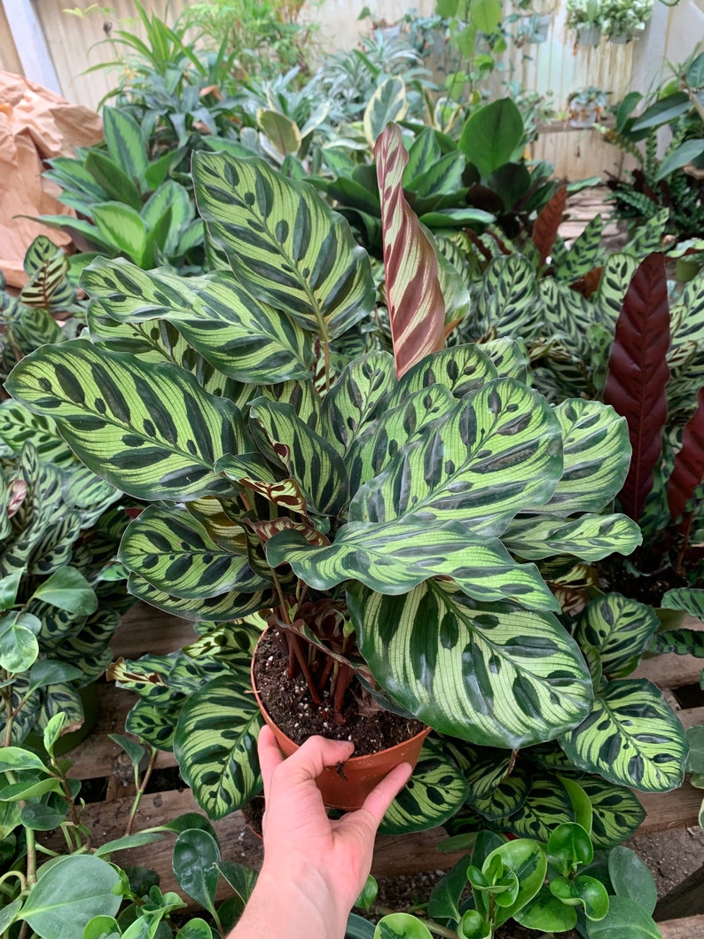 VmcPlantsInc Calathea Makoyana - Thumbnail 3