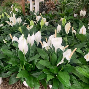 Friedenslilie im 8-cm-Topf | Pflegeleicht Zimmerpflanze | Luftreinigende Zimmerpflanze | Spathiphyllum