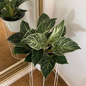 Philodendron Birken 6 Zoll lebende tropische Pflanze - Zimmerpflanzen Wohndekoration Pflegeleicht - AUSVERKAUFT