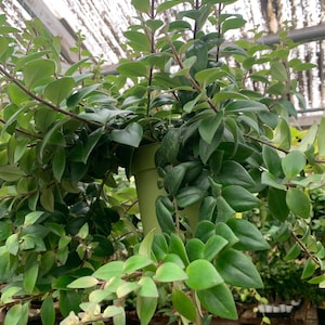 Puede incluir: Una planta colgante con hojas y tallos de color verde vibrante. La planta está en una maceta verde claro, y las hojas caen en cascada hacia abajo. El fondo muestra un invernadero con un techo translúcido y otras plantas.
