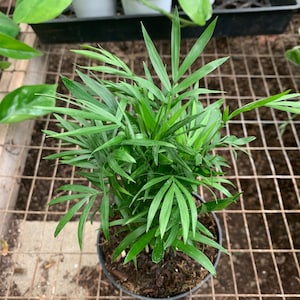 Neanthe Bella Palm in 4” Pot | Parlor Palm | Easy Care Mini Indoor Plant | Pet Safe Houseplant