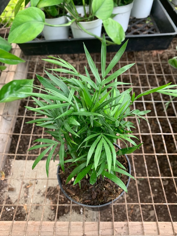big aloe vera plant Buy Aloe Vera Yellow Phoenix, AZ | Aloe barbadensis