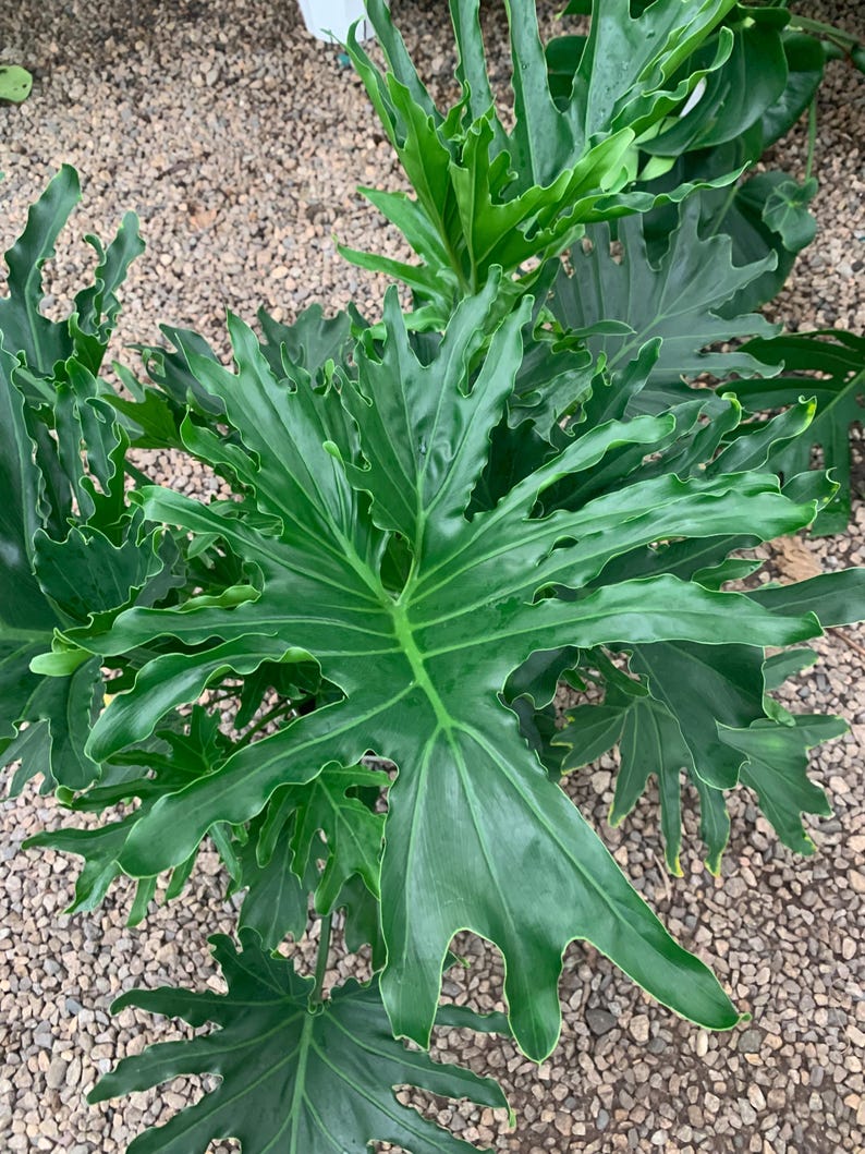 VmcPlantsInc Philodendron Lickety Split Plant - Thumbnail 5