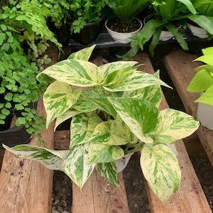 Live plant Marble Queen potho /snow queen potho 4inch rare house plant home decor