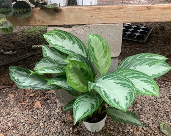florida beauty dracaena Dracaena Surculosa - Florida Beauty | Uprooted