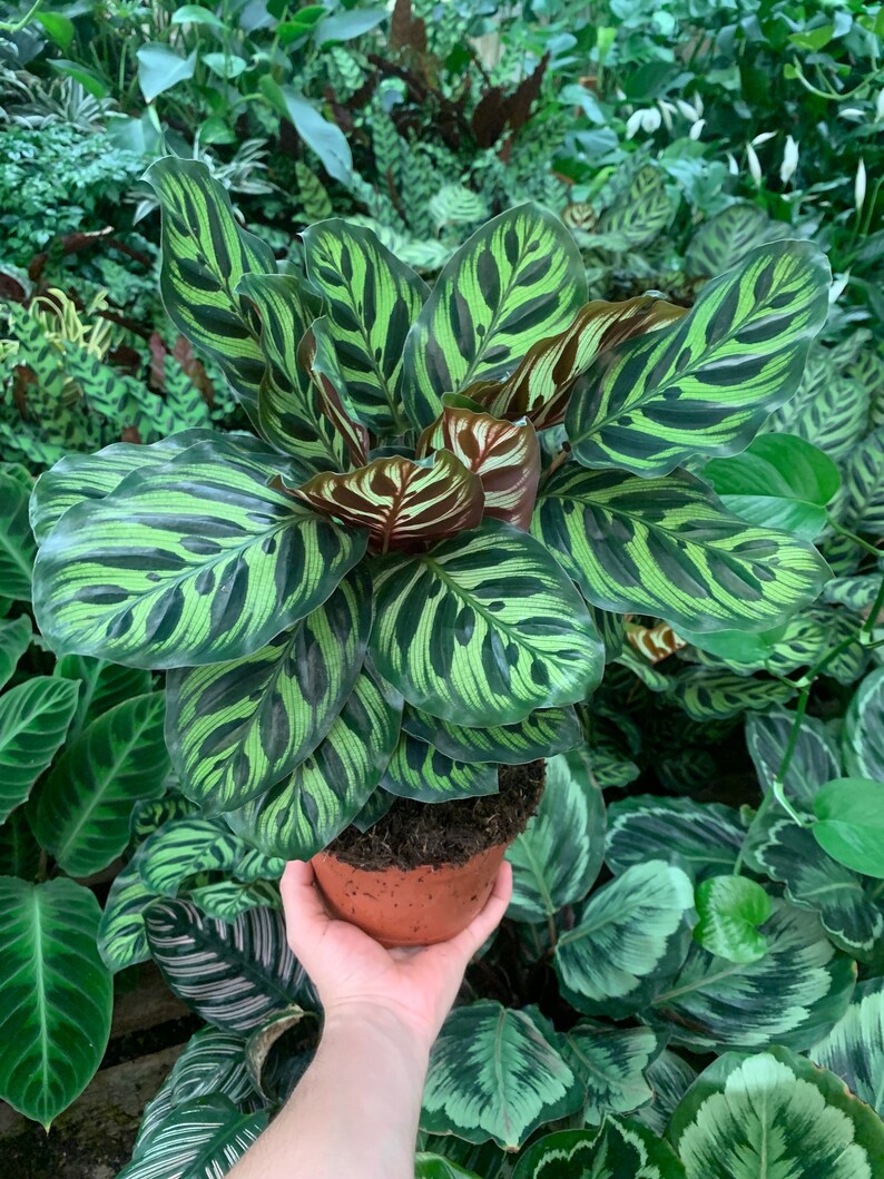 VmcPlantsInc Calathea Makoyana
