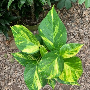 May include: A pothos plant featuring heart-shaped leaves with a variegated pattern of deep green and bright yellow splashes. The foliage is arranged in a cluster, displaying smooth textures and pointed tips, captured from a top-down perspective.