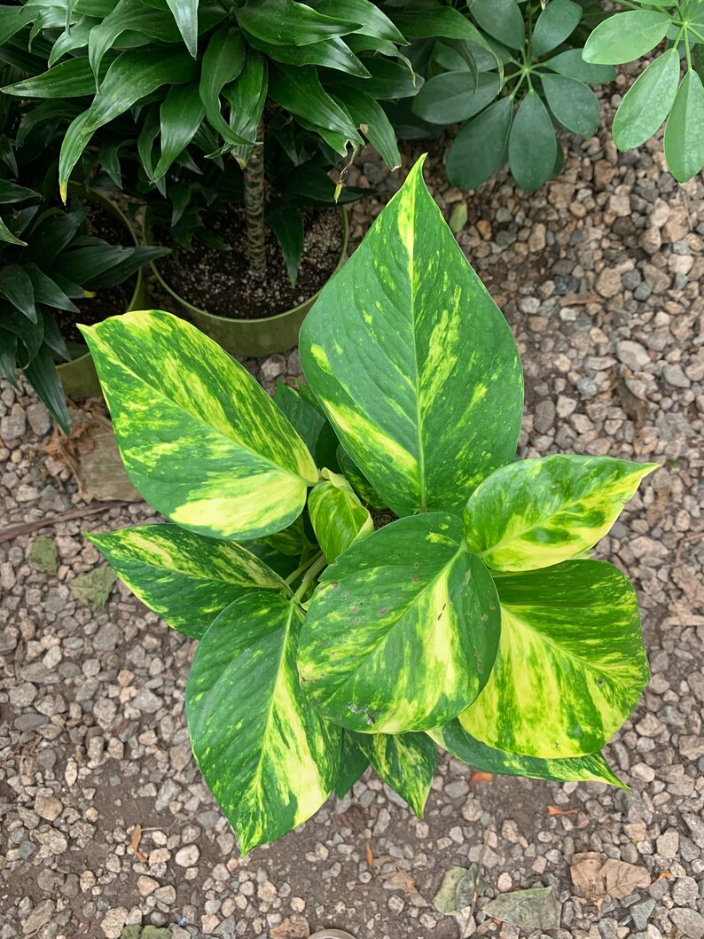May include: A pothos plant featuring heart-shaped leaves with a variegated pattern of deep green and bright yellow splashes. The foliage is arranged in a cluster, displaying smooth textures and pointed tips, captured from a top-down perspective.