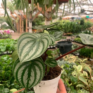 Watermelon Peperomia 4inch plant