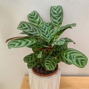 Calathea Burle Marx 4 Zoll lebende tropische Innenpflanze - pflegeleicht - Innendekor