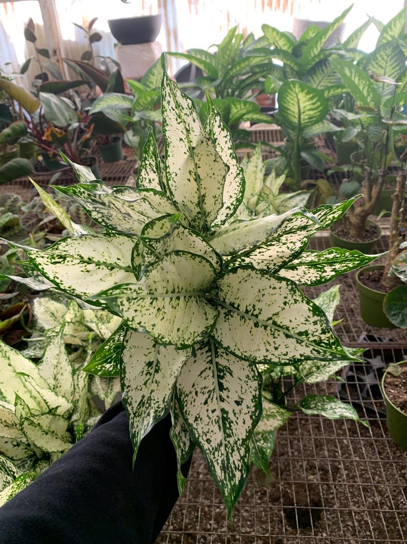 VmcPlantsInc Aglaonema First Diamond - Thumbnail 2