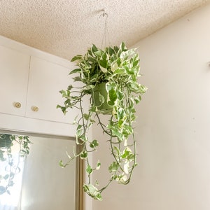May include: A hanging green plant in a green pot. The plant has green and white variegated leaves and is suspended from the ceiling by a wire. The plant is in a bright room with white walls and a white ceiling.