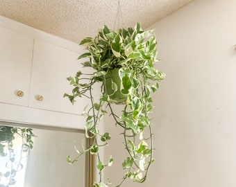 Könnte beinhalten: Eine hängende grüne Pflanze in einem grünen Topf. Die Pflanze hat grün-weiß panaschierte Blätter und ist mit einem Draht an der Decke aufgehängt. Die Pflanze befindet sich in einem hellen Raum mit weißen Wänden und einer weißen Decke.
