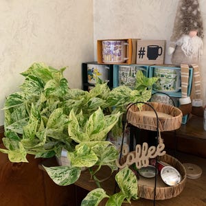 Marble Queen Potho Plant 6inch home decor - currently long trailing  live plants