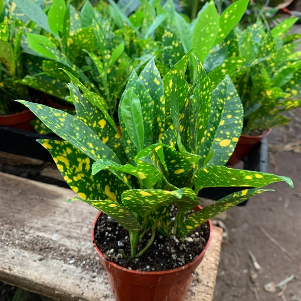 Croton Goldust 4inch potted live plant-easy maintenance plant-home/indoor decor