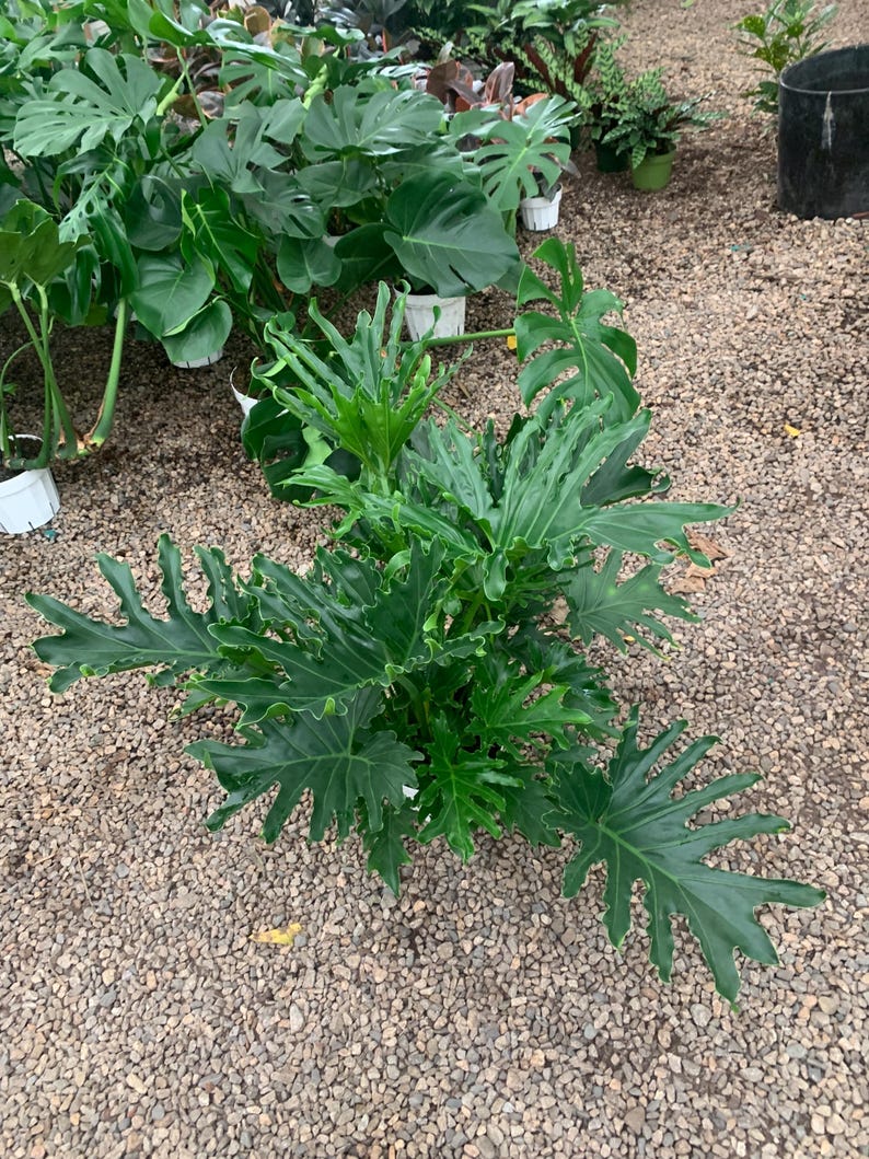 VmcPlantsInc Philodendron Lickety Split Plant - Thumbnail 3