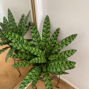 Rattle Snake calathea 6inch indoor live tropical plant - premium quality live plants