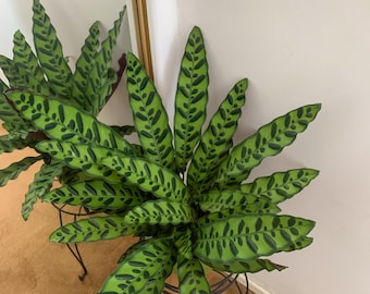 Rattlesnake Calathea Plant - 6 Inch, Live Tropical Indoor Plant