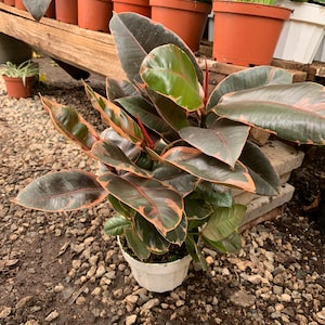 フィカス ルビープラント – 6インチの鉢植えの生きた室内観葉植物 | ピンクの斑入りゴムの木 | お手入れ簡単な熱帯植物 | 空気清浄効果のある植物装飾