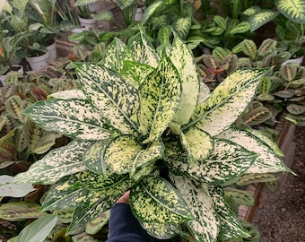 purple heart plant indoor Purple Heart — Green Acres Nursery & Supply main image 1