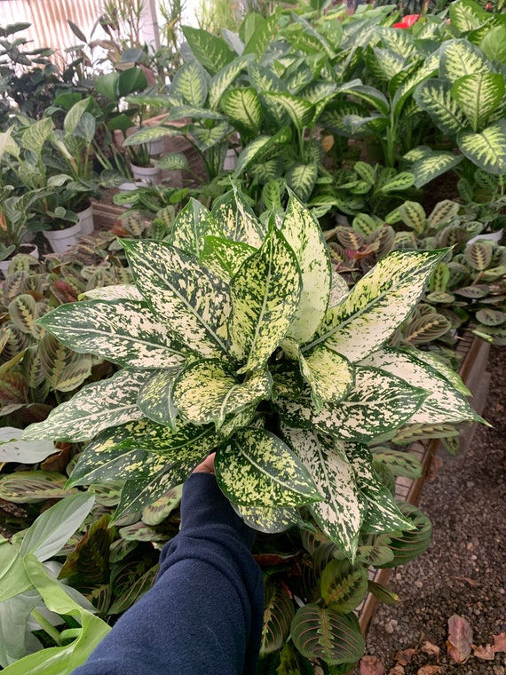 Aglaonema First Diamond Tropical Indoor Plant-rare Indoor Plant-gift Ideas-  6inch Potted Live Plant - Etsy