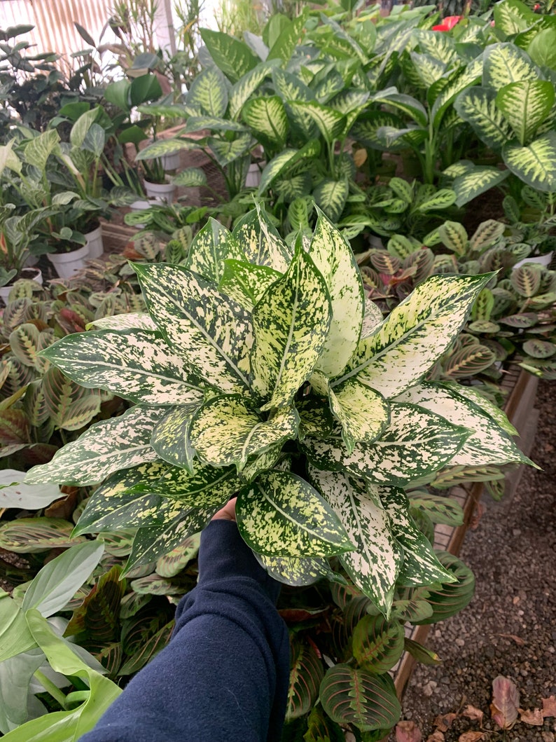 VmcPlantsInc Aglaonema First Diamond - Thumbnail 3