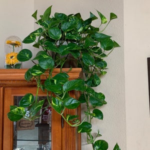 Golden Pothos 6 inch potted live plant -premium indoor plant -outdoor shade decoration