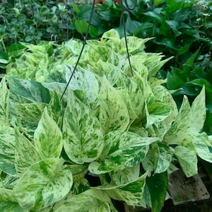 May include: A hanging basket displaying a pothos plant. The leaves are a mix of green and creamy white, forming a speckled pattern. Other green plants are visible in the background, suggesting a plant nursery or garden setting.